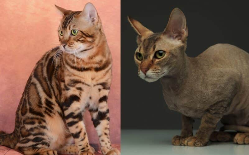 Bengal Cat Peterbald Cat Side By Side_