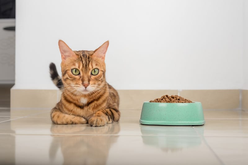 Bengal cat beside food