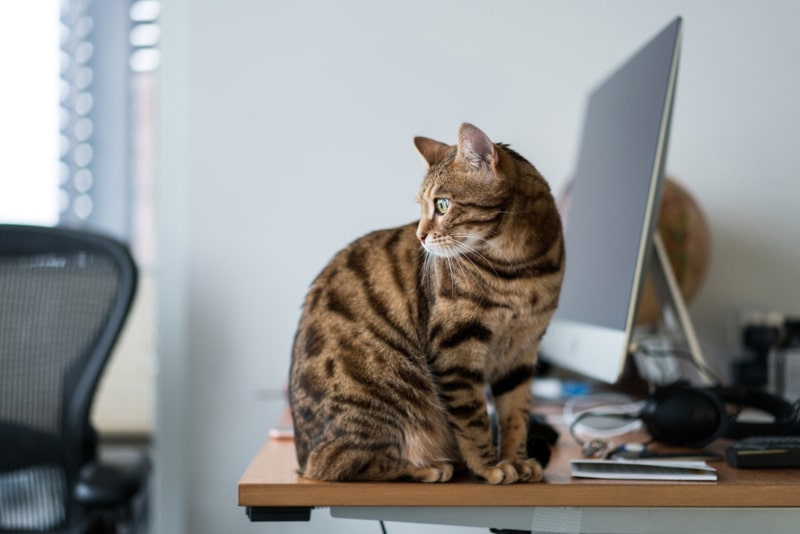 Bengal cat sitting on the messed work desk in the office