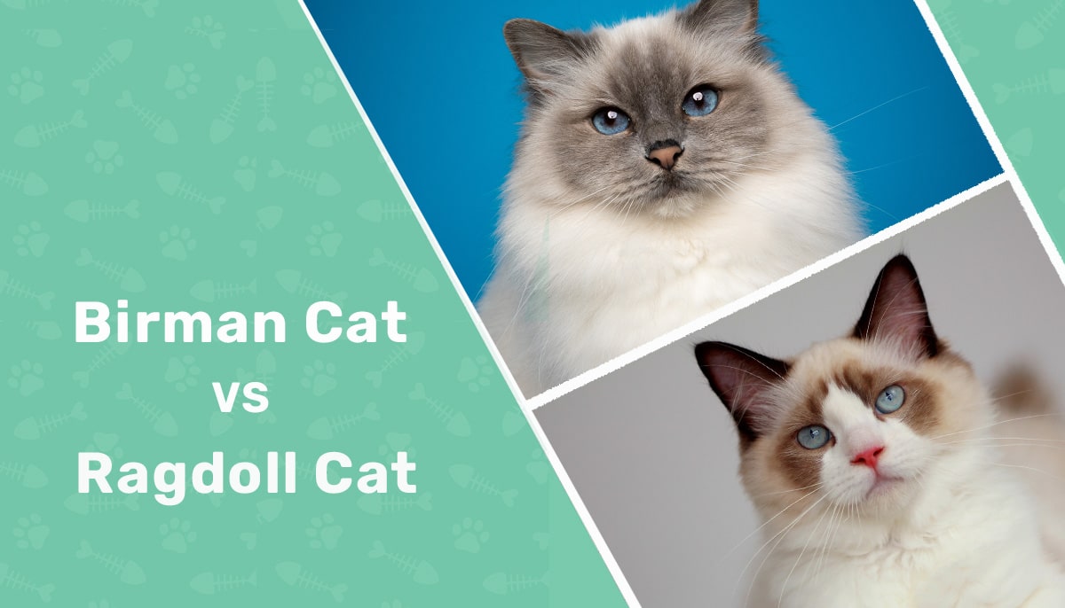 Birman vs Ragdoll Cat