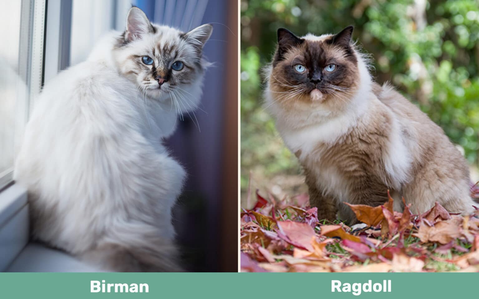 Birman vs Ragdoll The Differences (With Pictures) Catster