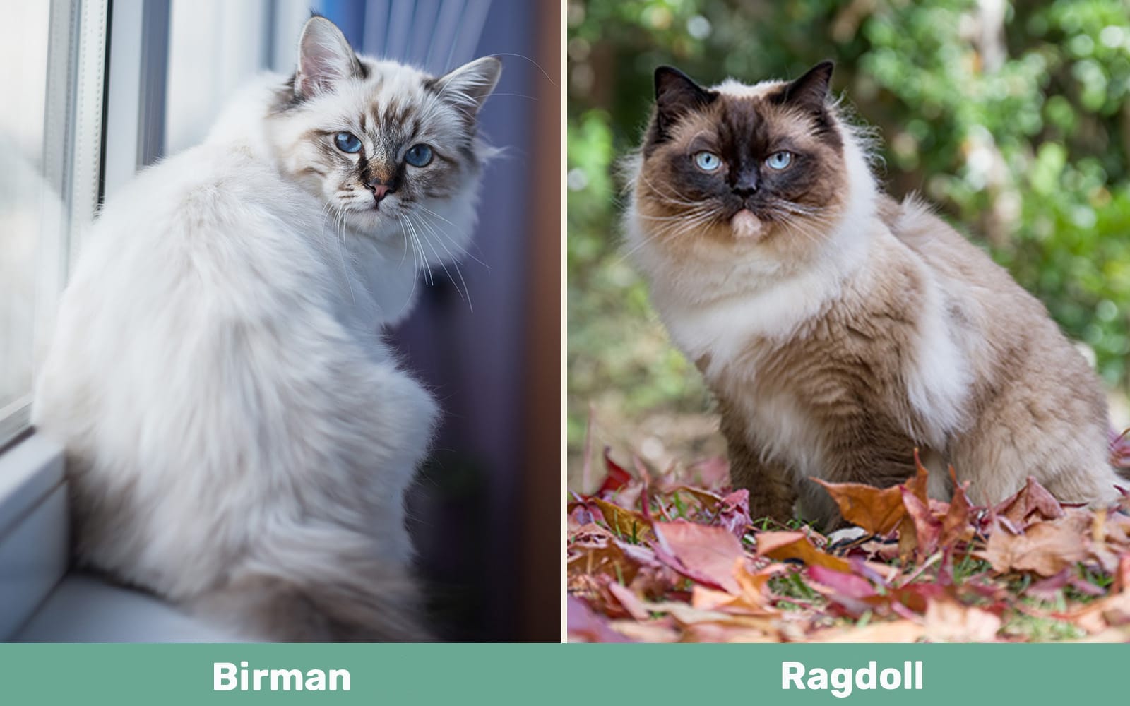 Birman vs Ragdoll side by side