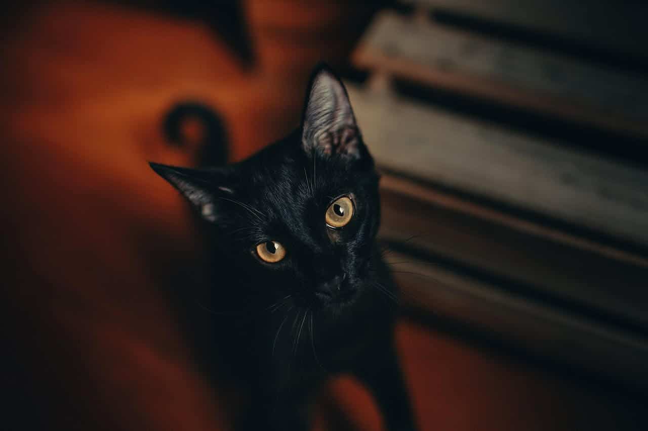 Black Abyssinian cat