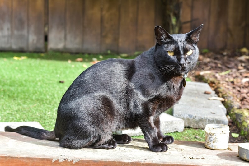 Black Mandalay cat in the yard