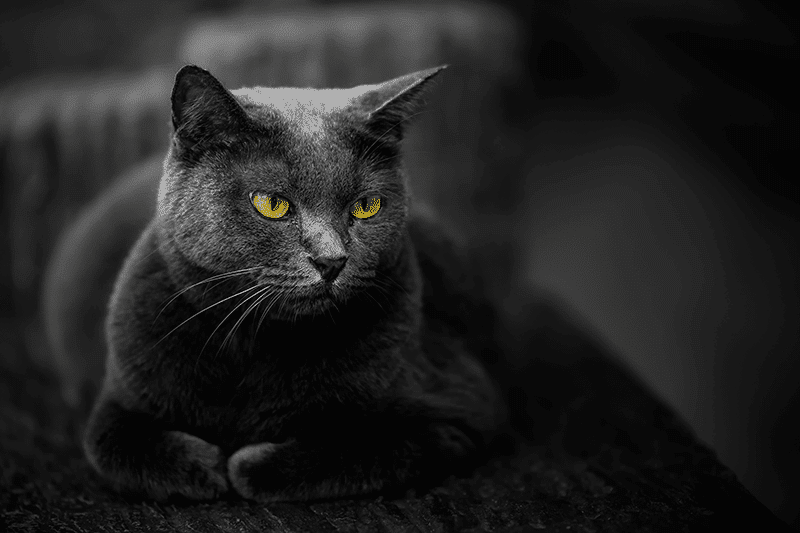Black creepy cat