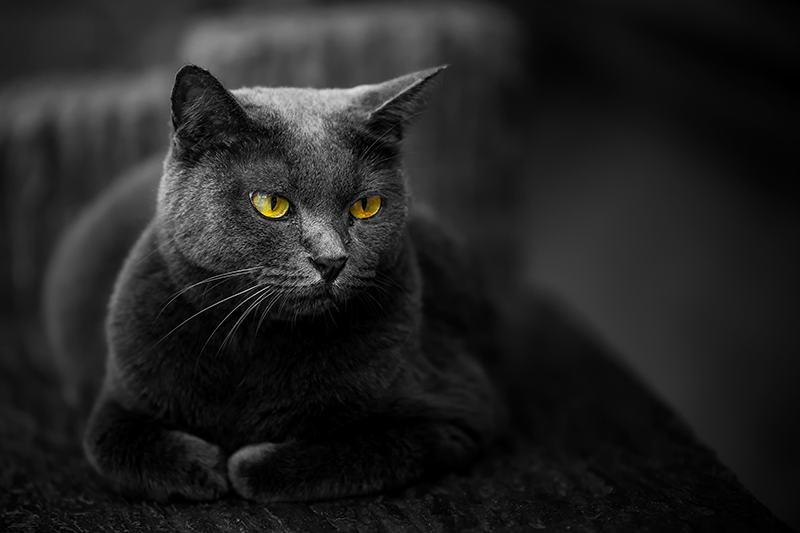 Black creepy cat