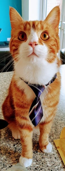 Business Alex the orange cat wearing a tie