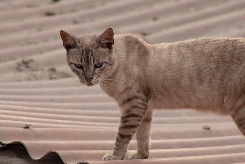 Cat Australian mist