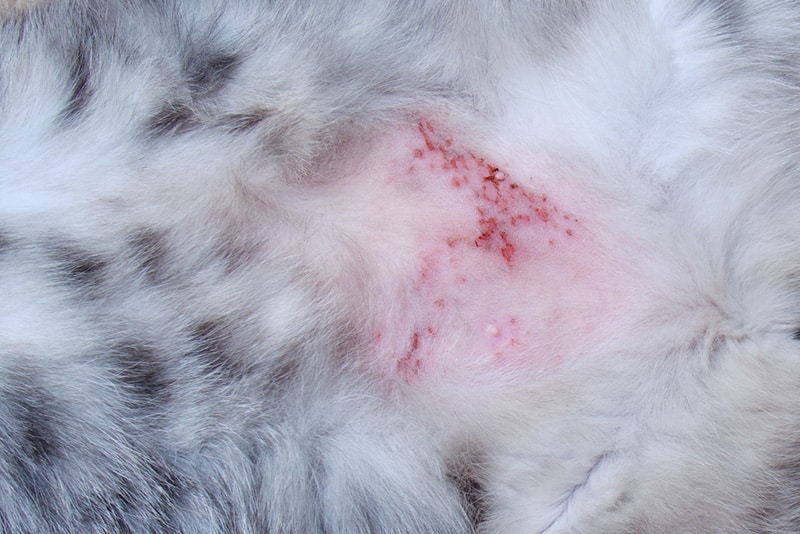 Cat Belly Wound Allergy