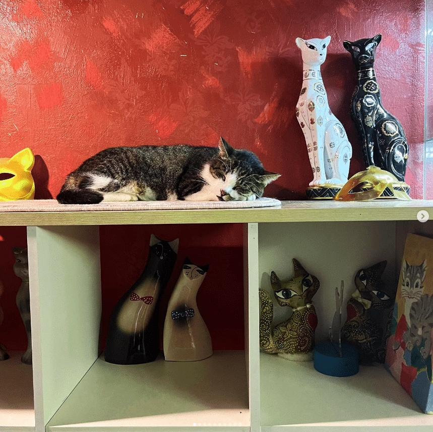 Cat Museum, Minsk, Belarus