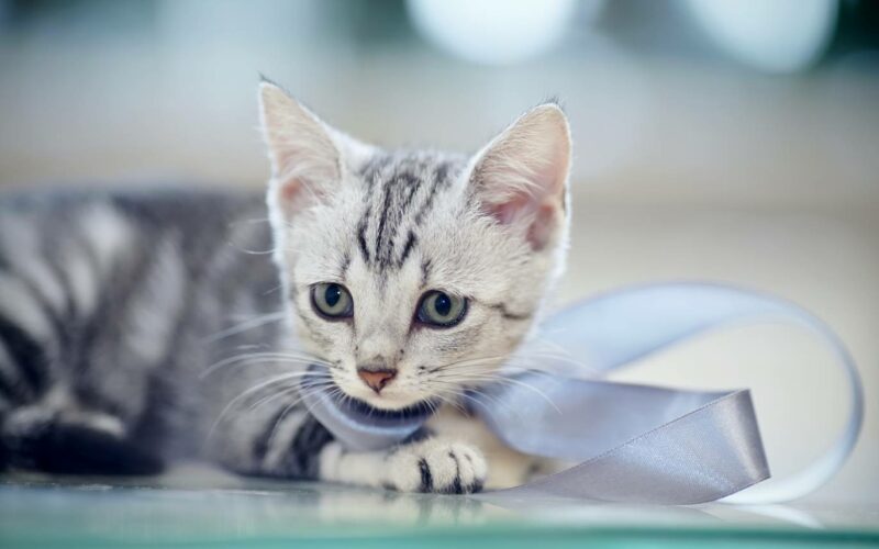 My Cat Ate a Ribbon Is It Dangerous? Our Vet Explains Catster