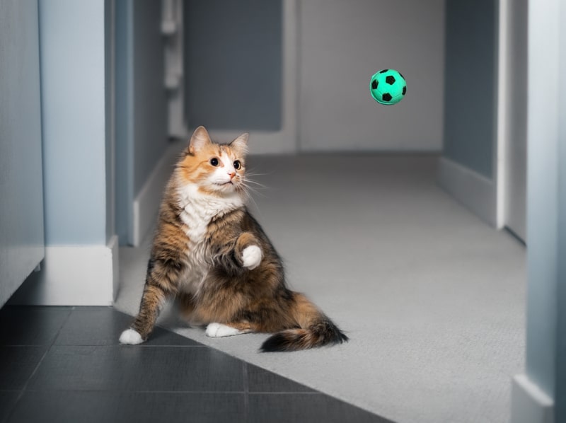 Cat playing fetch with ball