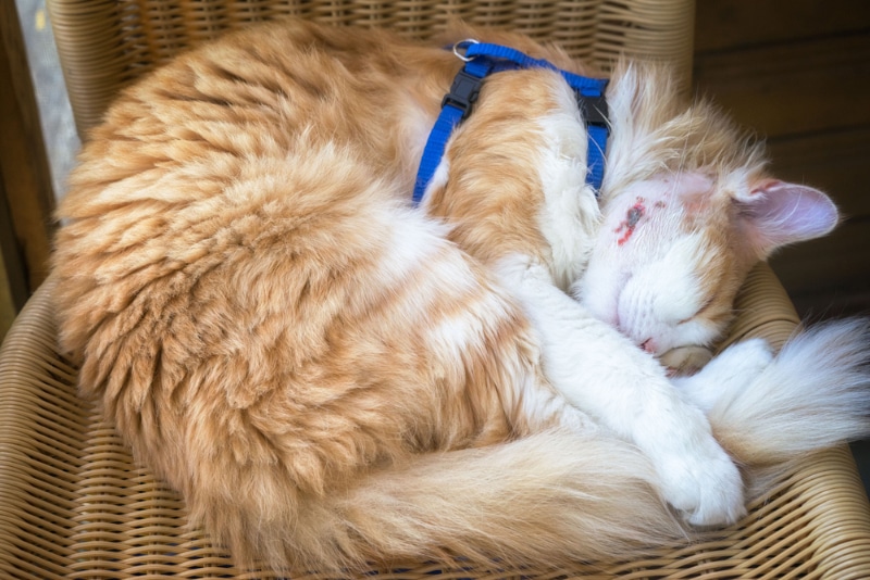 Cat sleeps with a wound healing abscess on his cheek after surgery to remove pus