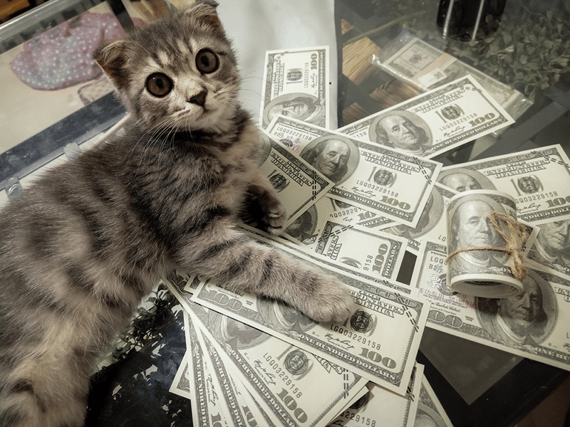 Cat with lot of money