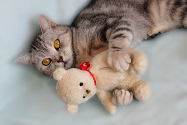 Cat with stuff teddy bear