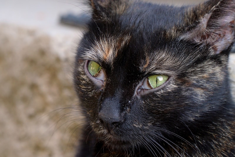 Cat with third eyelid