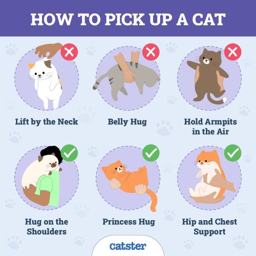 Why Doesn’t My Cat Like To Be Held Or Picked Up? 6 VetReviewed Reasons