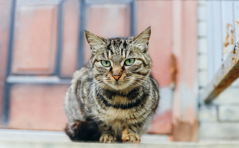 Chinese Li Hua Cat wandering outdoors