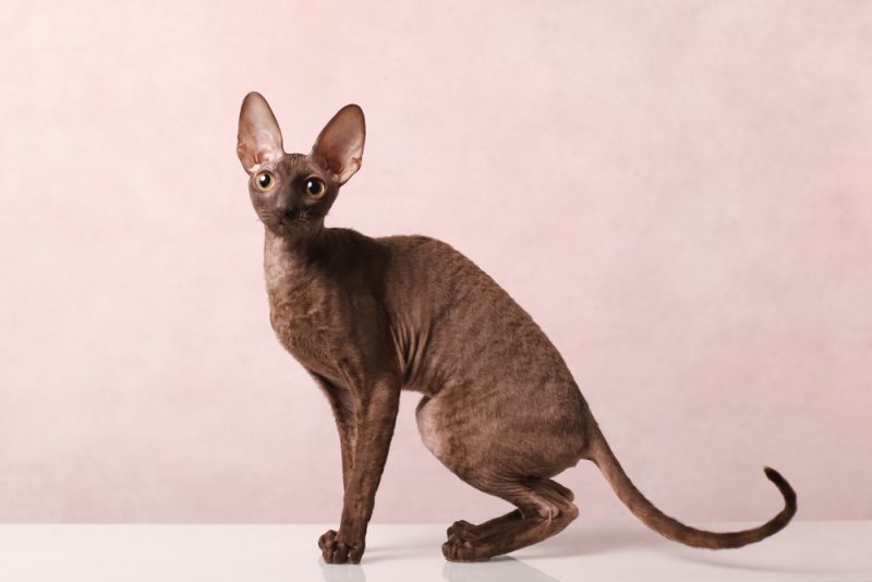 Cornish Rex Cat