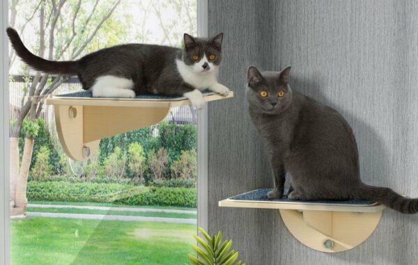 cats sitting on Coziwow Cat Window Perch with Suction Cups