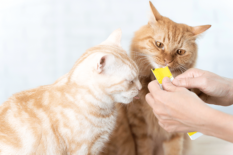 Cute cat licking cat snacks treat