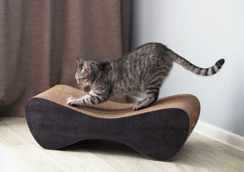 Cute cat sharpening claws on scratching post