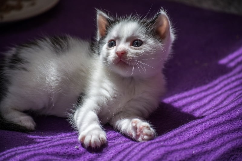 Cute munchkin kitten on purple bed