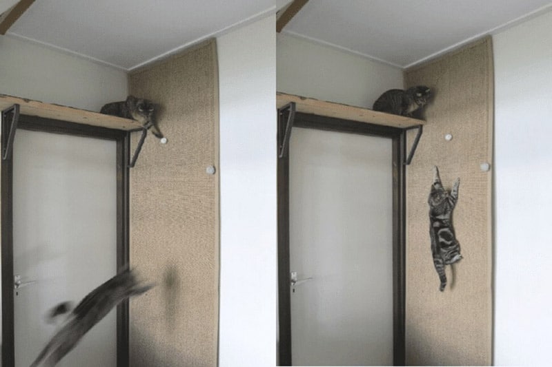 DIY Affordable Cat Door Climber