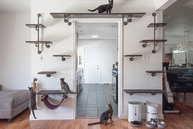 DIY Industrial Pipe Cat Climbing Wall