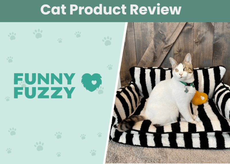EC_SAPR_Funny Fuzzy Cat Sofa Bed Review
