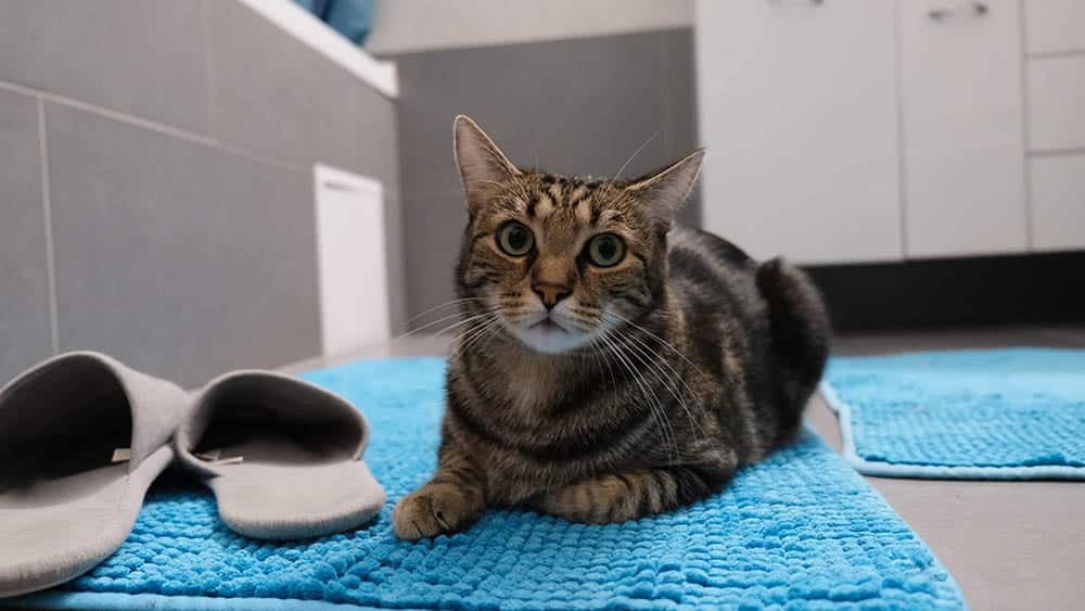 European cat lying on bathroom rug