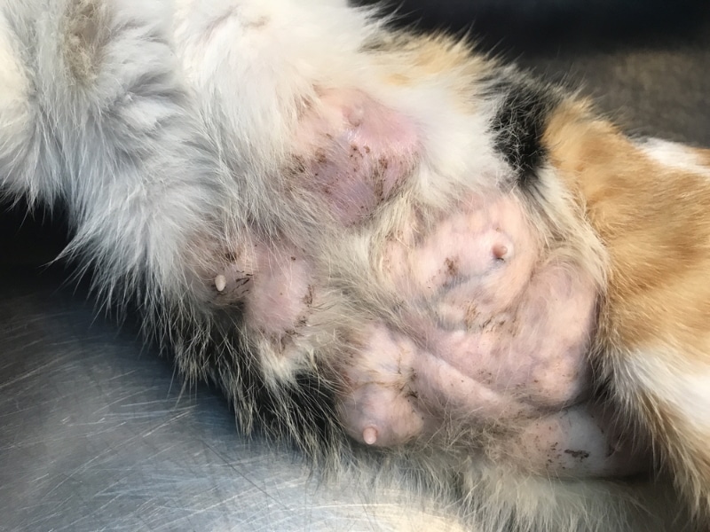 Female cat with swollen mammary gland, mastitis or mammary gland cancer