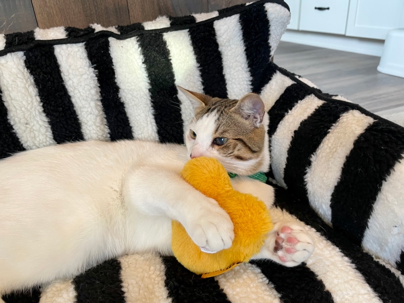 Funny Fuzzy Cat Sofa Bed - makoa lying comfortably on the bed