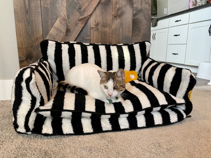 Funny Fuzzy Cat Sofa Bed - makoa lying on the bed