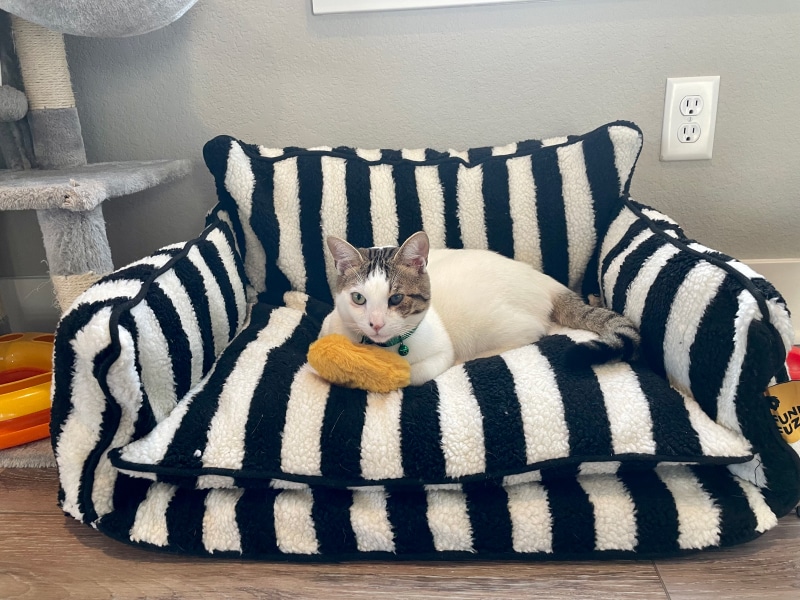 Funny Fuzzy Cat Sofa Bed - makoa lying on the product
