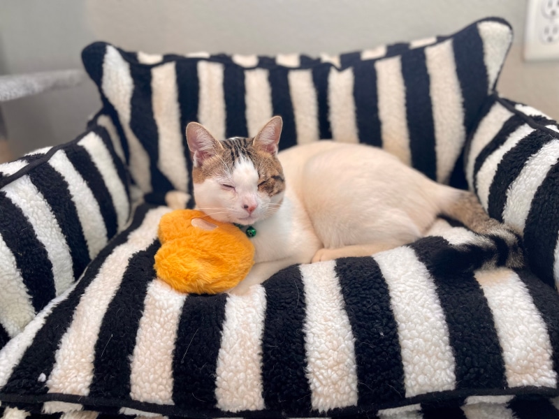 Funny Fuzzy Cat Sofa Bed - makoa sleeping on the bed