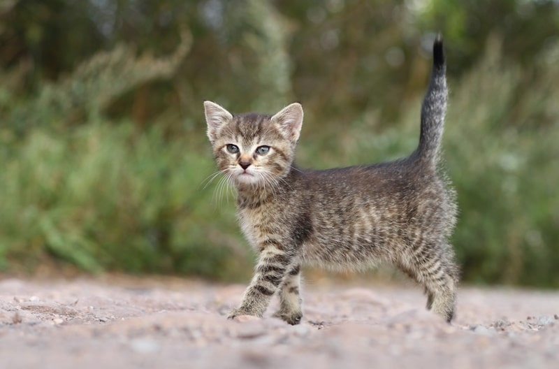 Gray kitten with tail up