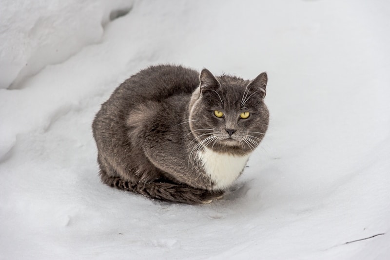 Grey cat in the snow with tail wrapped around its body