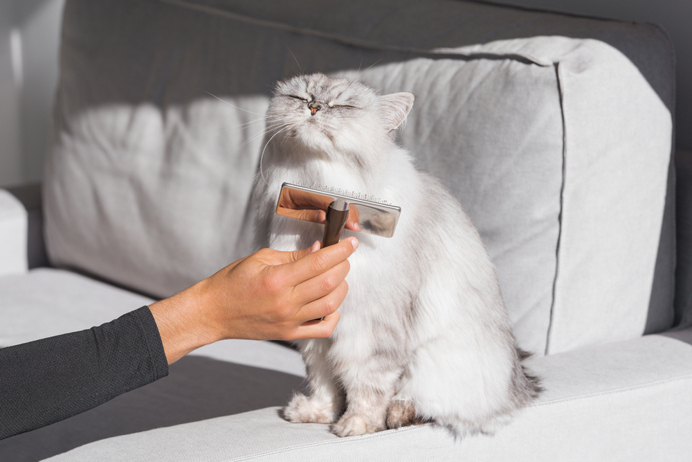 Grey persian cat enjoying while being brushed and combed