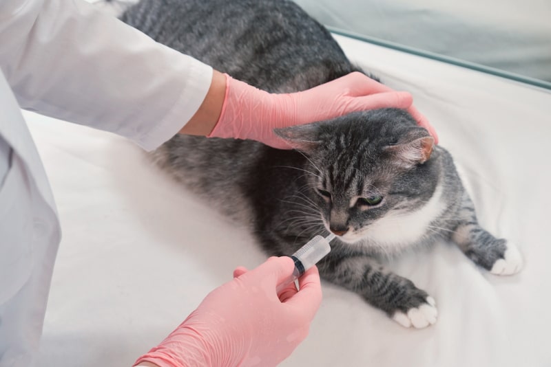 Infusion of liquid medicine by a veterinarian from a syringe into the mouth of cat