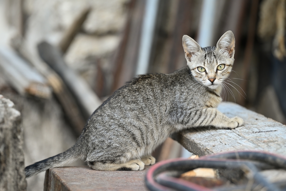 Kanaani Cat Breed on outside stairs and posing for photo