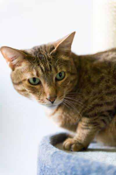 Kanaani Cat looking from scratching tower