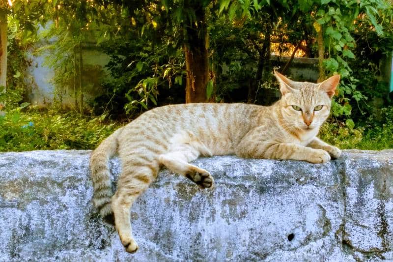 Kanaani Cat lying outdoors