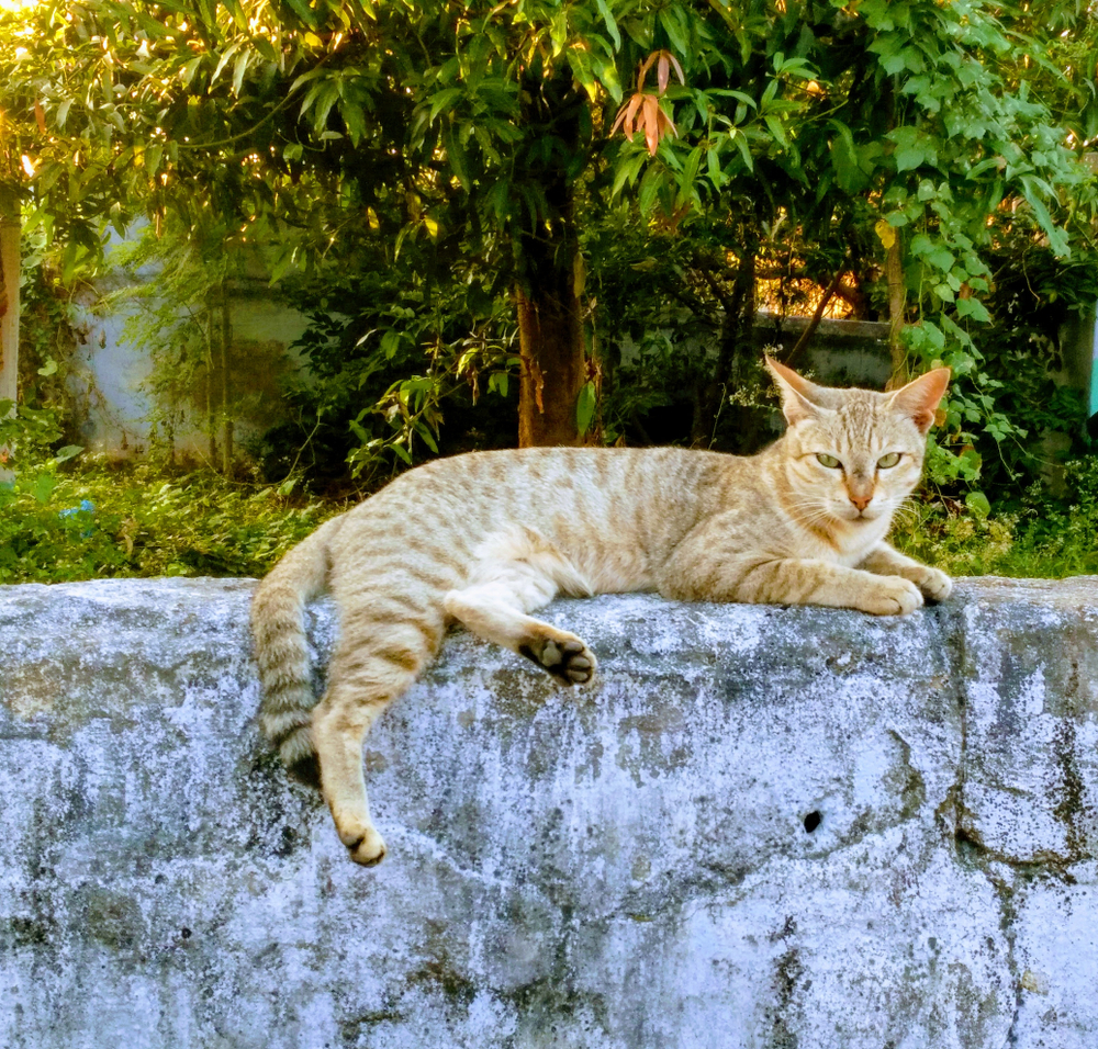 Kanaani Cat sitting outdoors