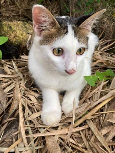 Kucing Malaysian cat outdoors sitting