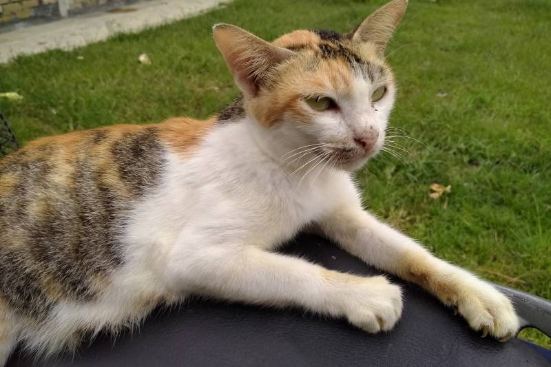 Kucing Malaysian cat outdoors