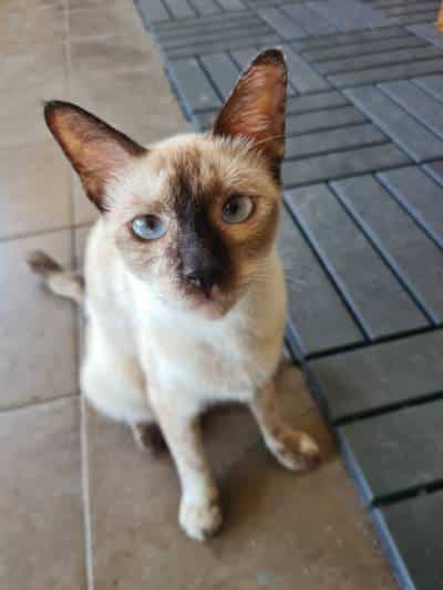 Kucing Malaysian local cat with blue eyes