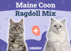 Maine Coon Ragdoll Mix: Info, Pictures, Care, Traits & More - Catster