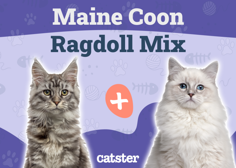 Maine Coon Ragdoll Mix