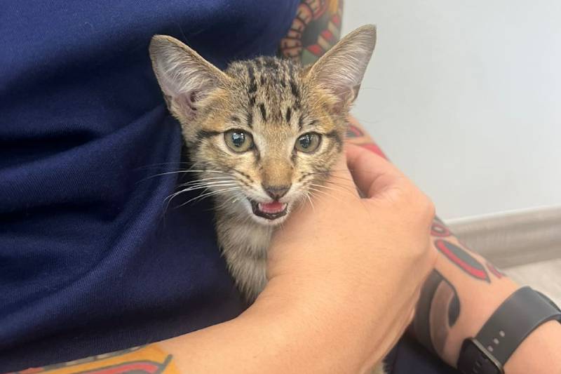 Man holding a Kucing Malaysia cat breed